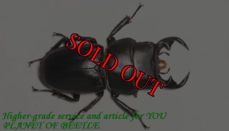 参考の同タイプ大型♂個体です。