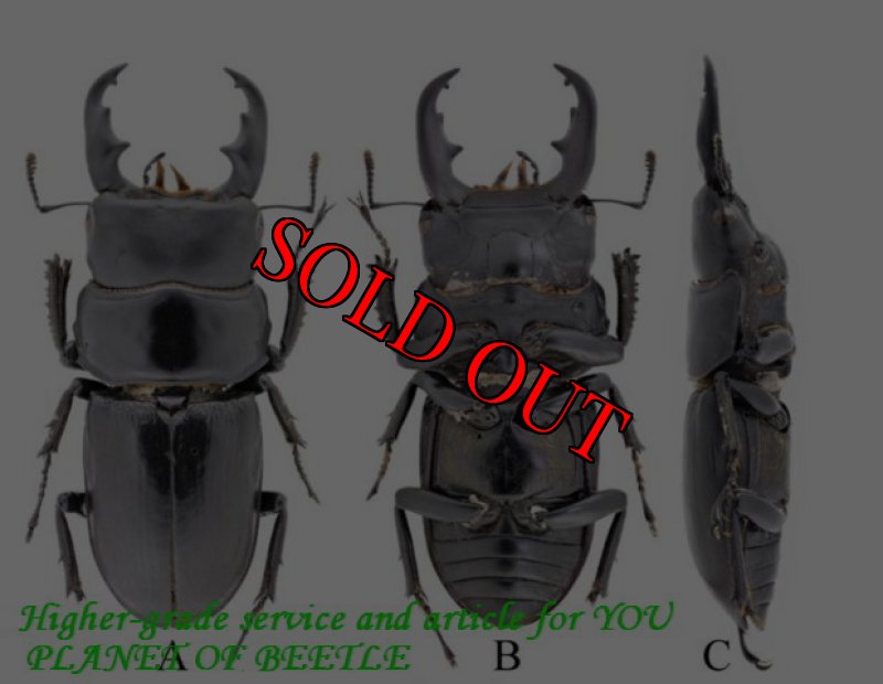 参考の河南省の個体群