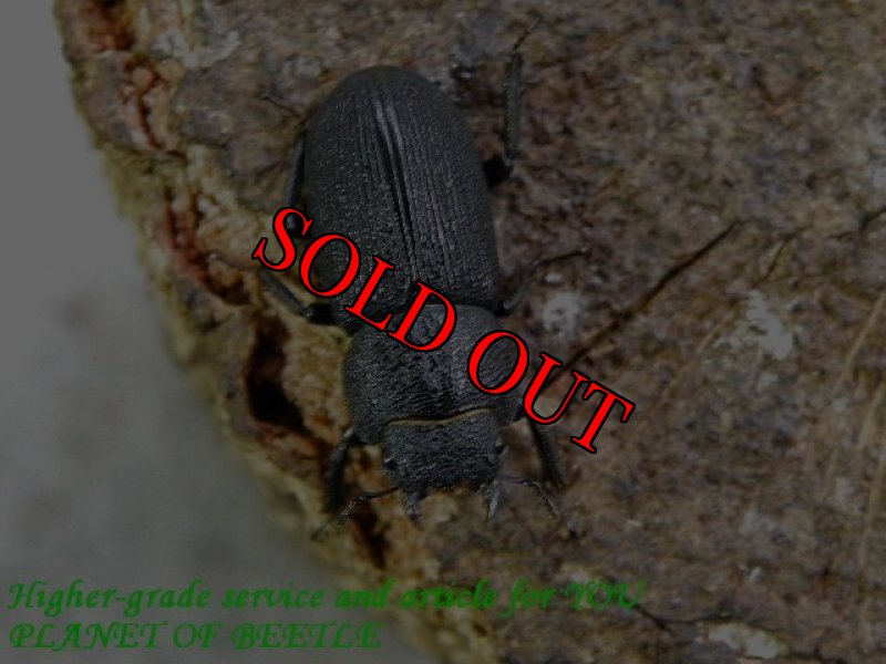 珍品1ペア】パルナシウス/P.Phoebus golobinus（アラスカ産） 珍品1