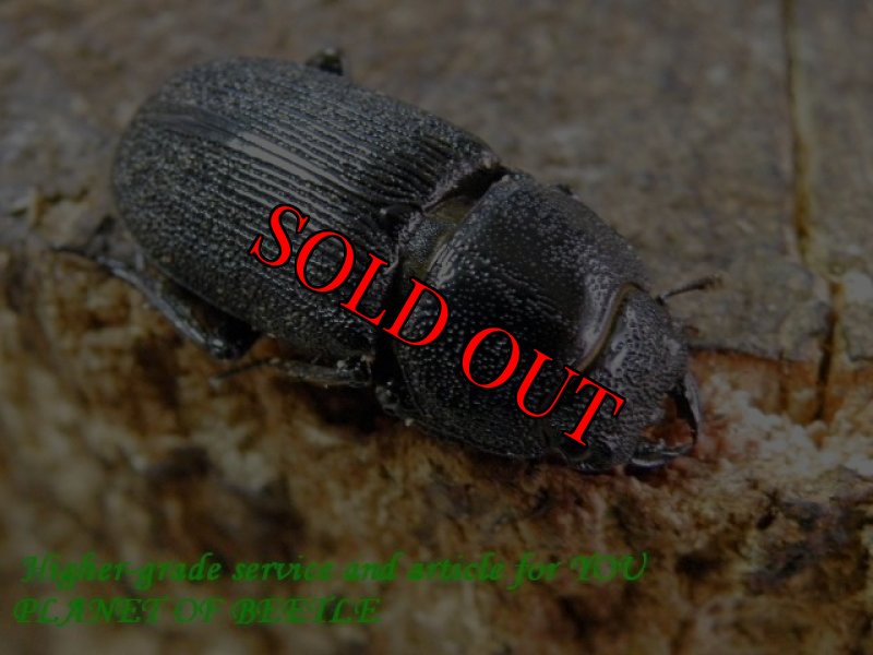 お届けする♀実物です。