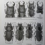 出典：stag beetles of china II