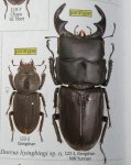 出典：stag beetles of china II