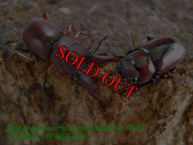 お届けする♂25mm♀19mmペア実物です。