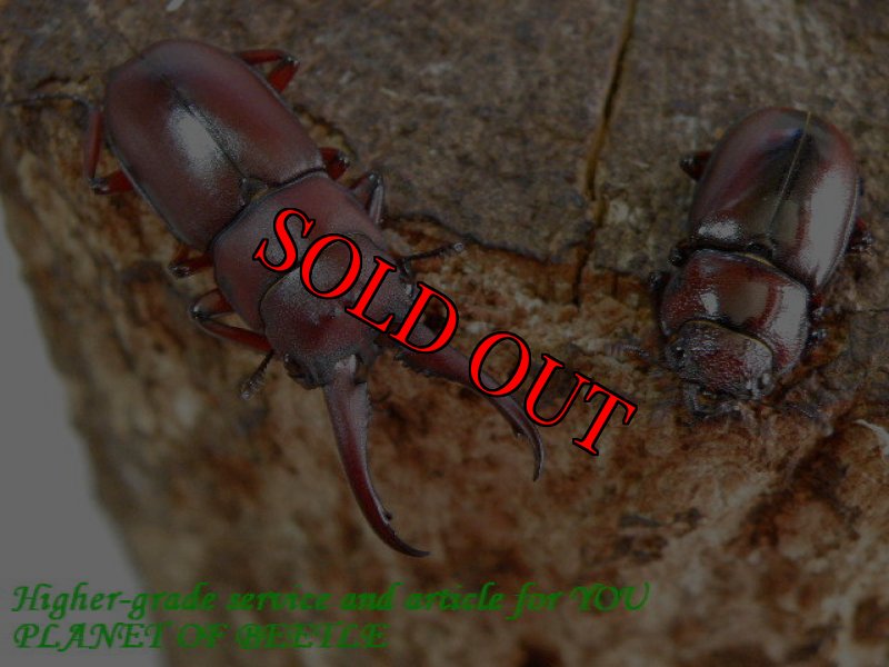 お届けする♂30mm♀19mmペア実物です。