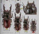 出典：stag beetles of china III