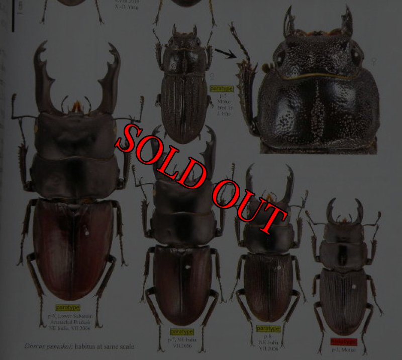 出典：stag beetles of china III