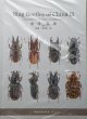 Stag beetle of China III