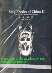 Stag beetle of China II