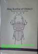 Stag beetle of China I