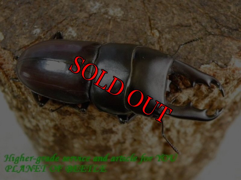 お届けする♂実物です。