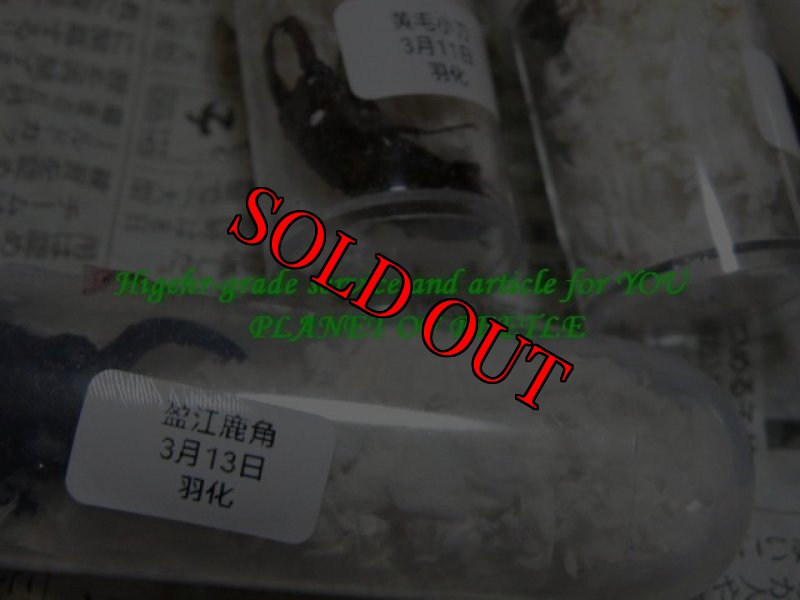 画像3: 4/15中国ブリード・ミワヌス フォルモサヌス キシダF1♀単品 (3)