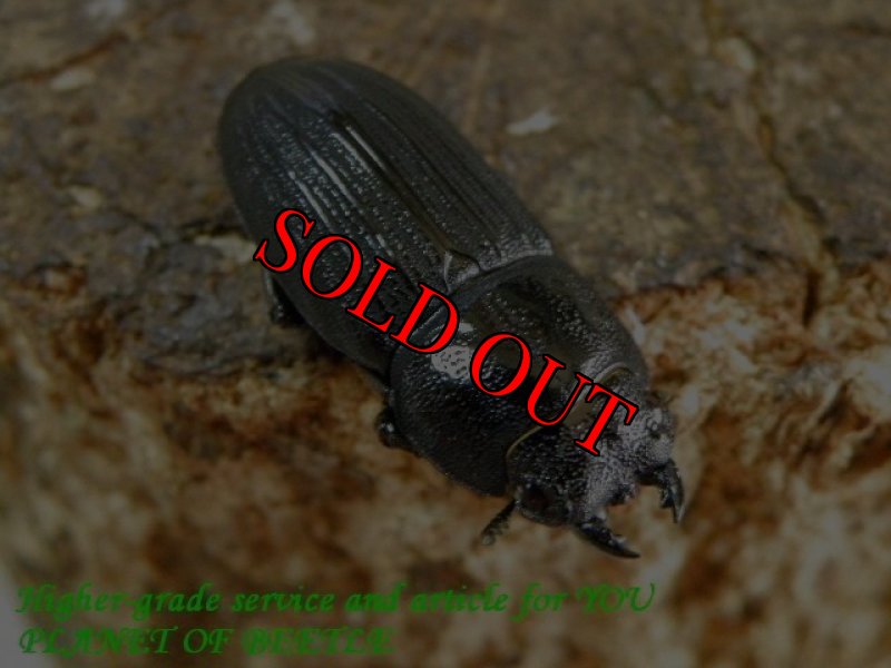 お届けする♀実物です。