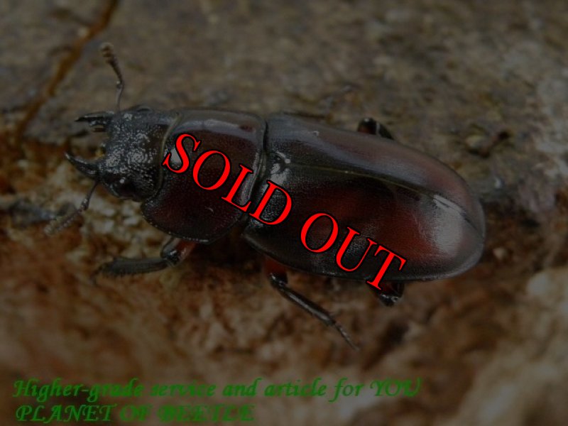 お届けする♀21mm実物です。