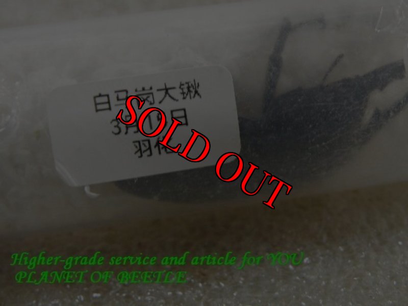 画像3: 4/15中国ブリード・チベット！ドルクス ぺマコ♂51mm〜完品・単品 (3)