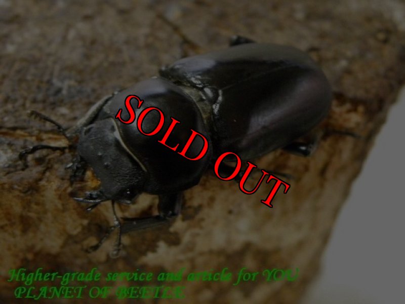 お届けする参考画像♀です。