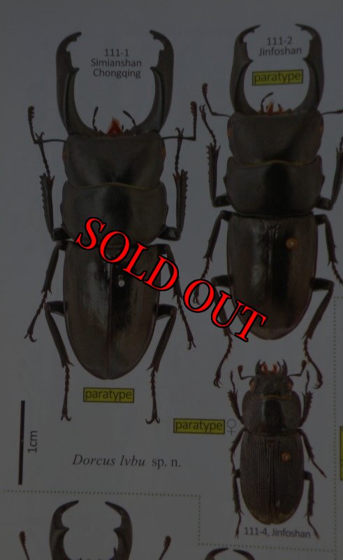 出典:stag beetles of china II