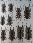 出典：stag beetles of china II 