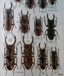 出典：stag beetles of chinaII