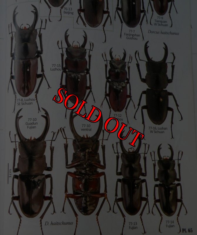 出典：stag beetles of chinaII