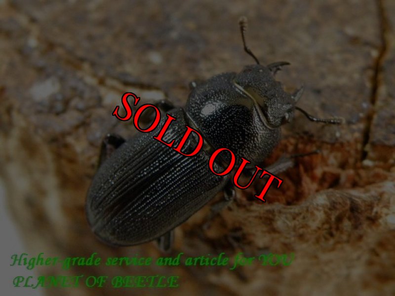 お届けする参考♀画像です。