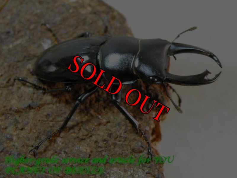 お届けする♂41mm実物です。