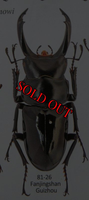 貴州産セメノウ・出典：stag beetles of china II 