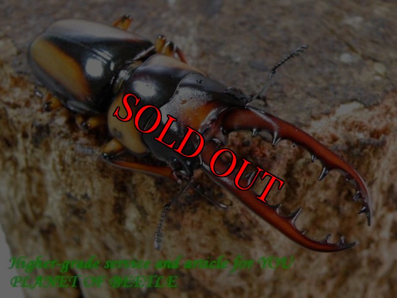 参考♂50mm〜54mm