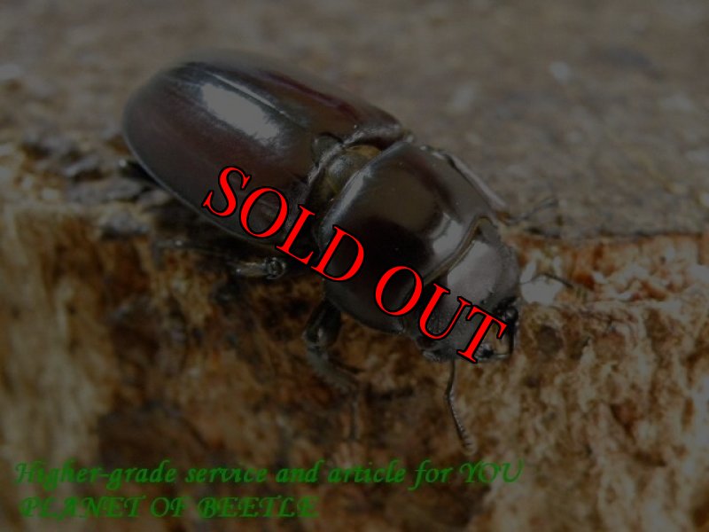 お届けする参考♀画像です。