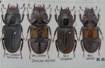 出典：stag beetles of china II