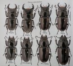 出典：Stag Beetles of ChinaII