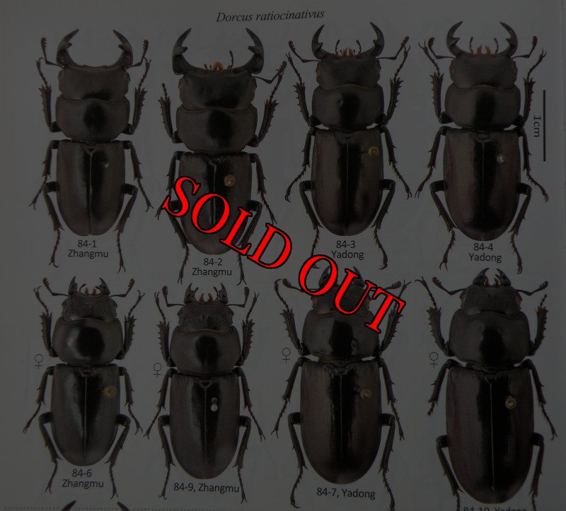 出典:stag beetles of china II