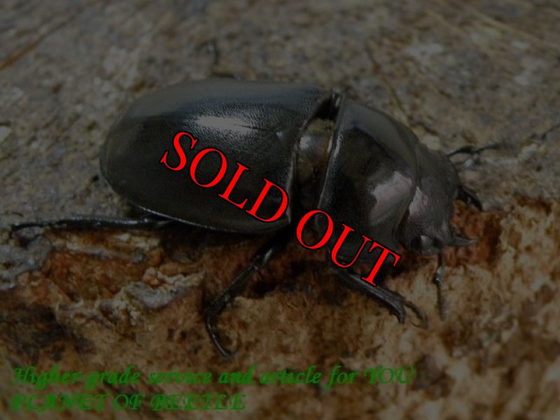 お届けする♀実物です。