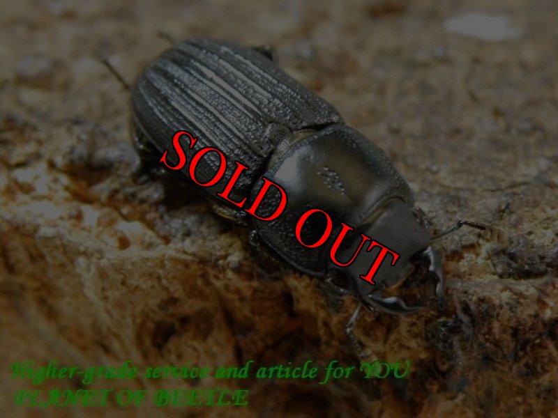 お届けする♂19mm実物です。