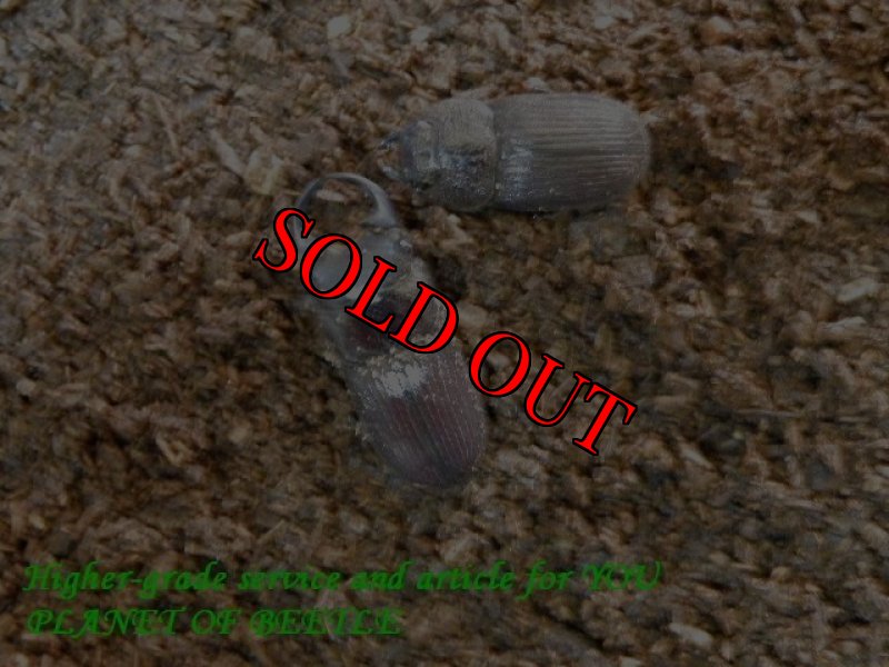 お届けする幼虫のF2親実物です。