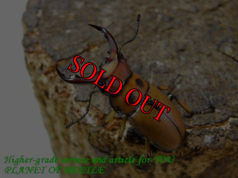 お届けする参考♂42mmです。