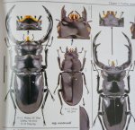 出典：stag beetles of china III