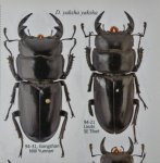 出典：stag beetles of chinaII