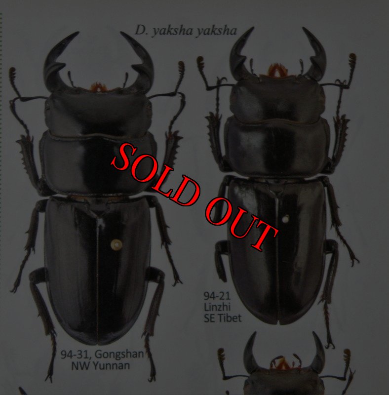 出典:stag beetles of chinaII