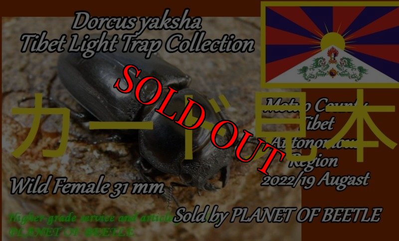 カード発行の場合のサンプル