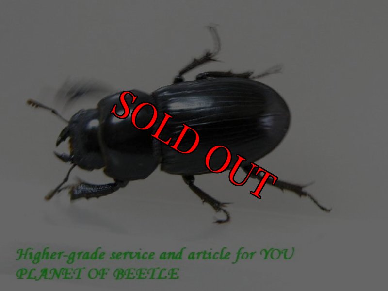 お届けする♀実物です。