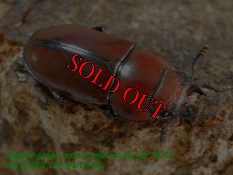 お届けするペアの♀画像です。