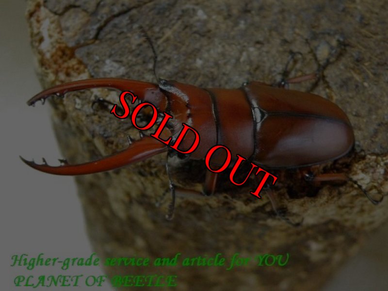 お届けする♂実物です。