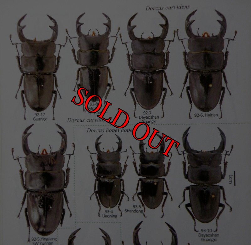 出典:stag beetles of china II