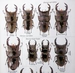 出典：stag beetles of china II