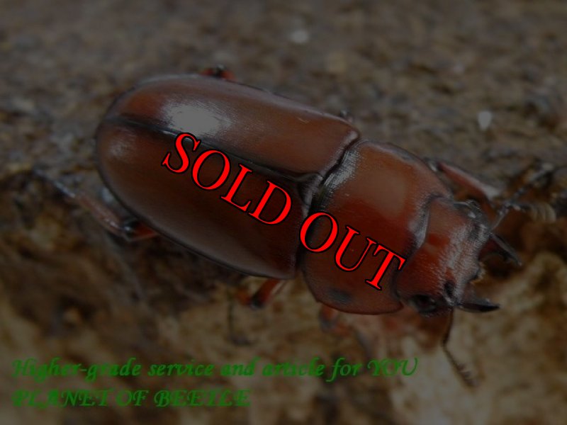 お届けする♀実物です。