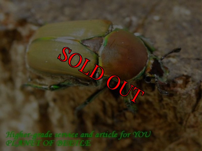 お届けする♀実物です。