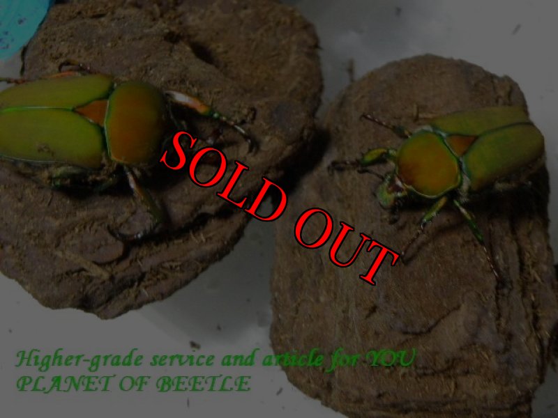 幼虫のF2親実物です。