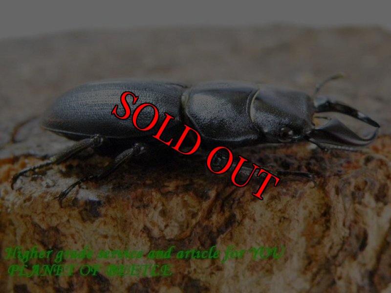 お届けする♂実物です。