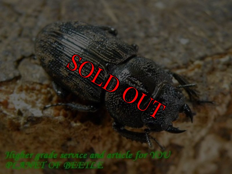 お届けする♀実物です。