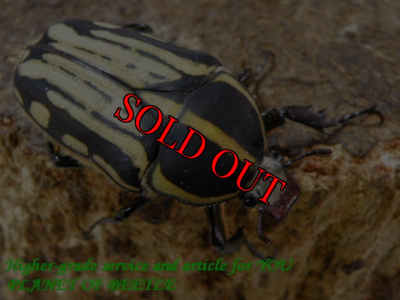 お届けする♀実物です。